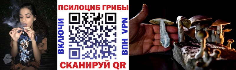 дарнет шоп  Керчь  Галлюциногенные грибы Psilocybe 